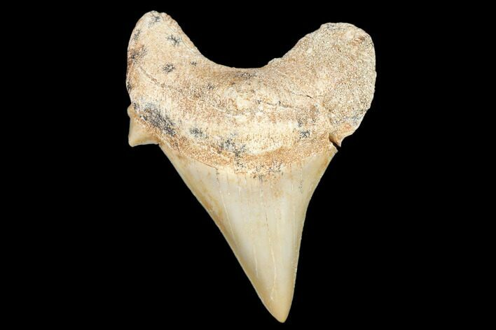 Fossil Shark Tooth (Otodus) - Morocco #103196